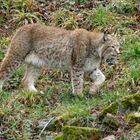 Luchs 