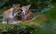 Luchs