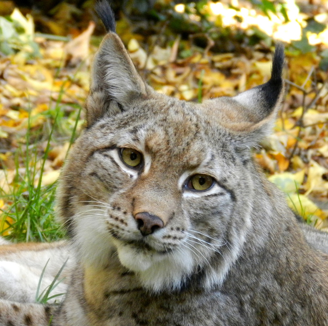 Luchs