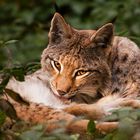 Luchs