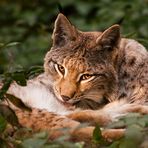 Luchs