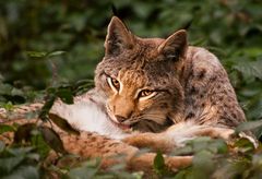 Luchs