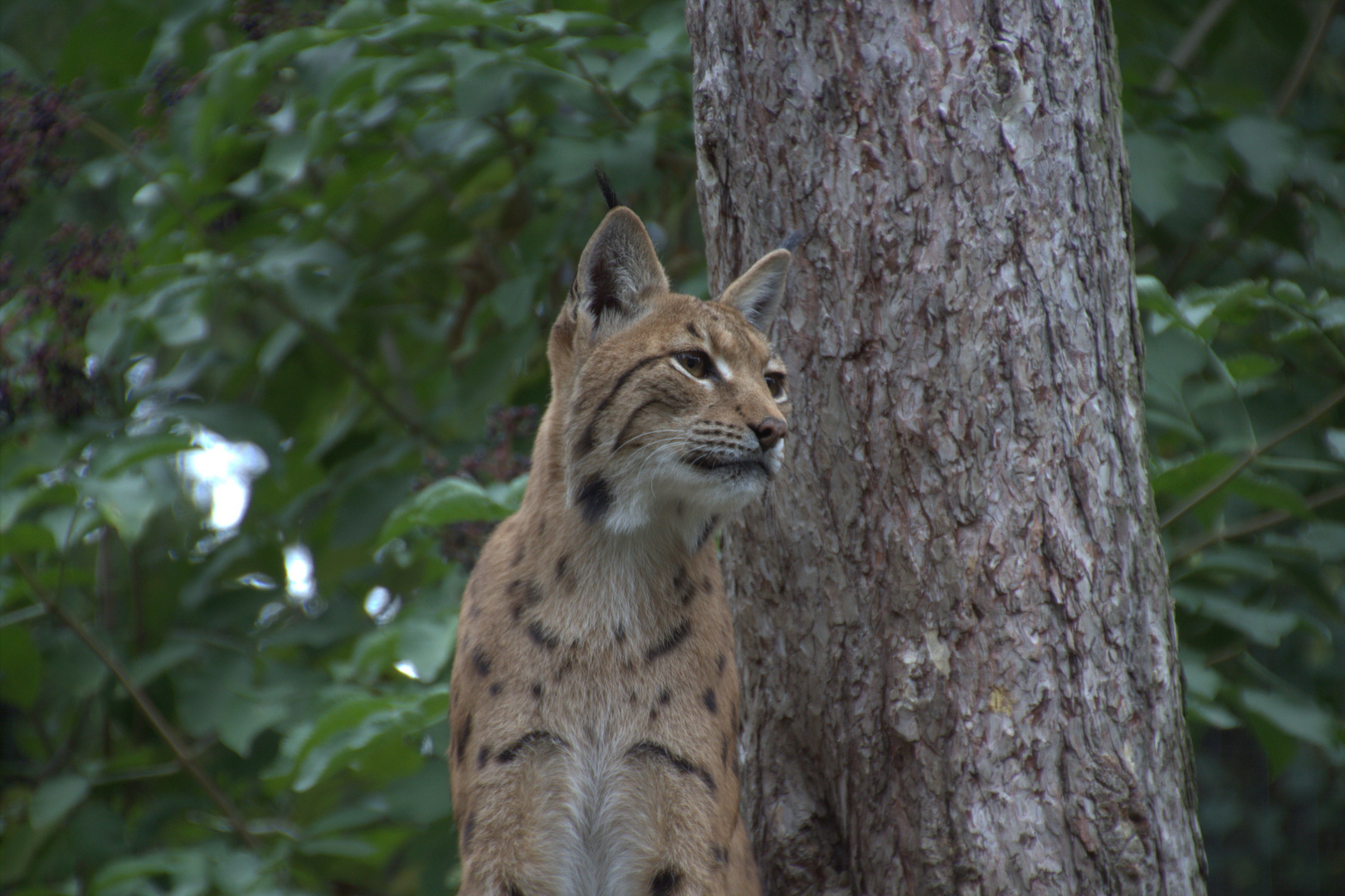 Luchs