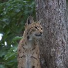 Luchs