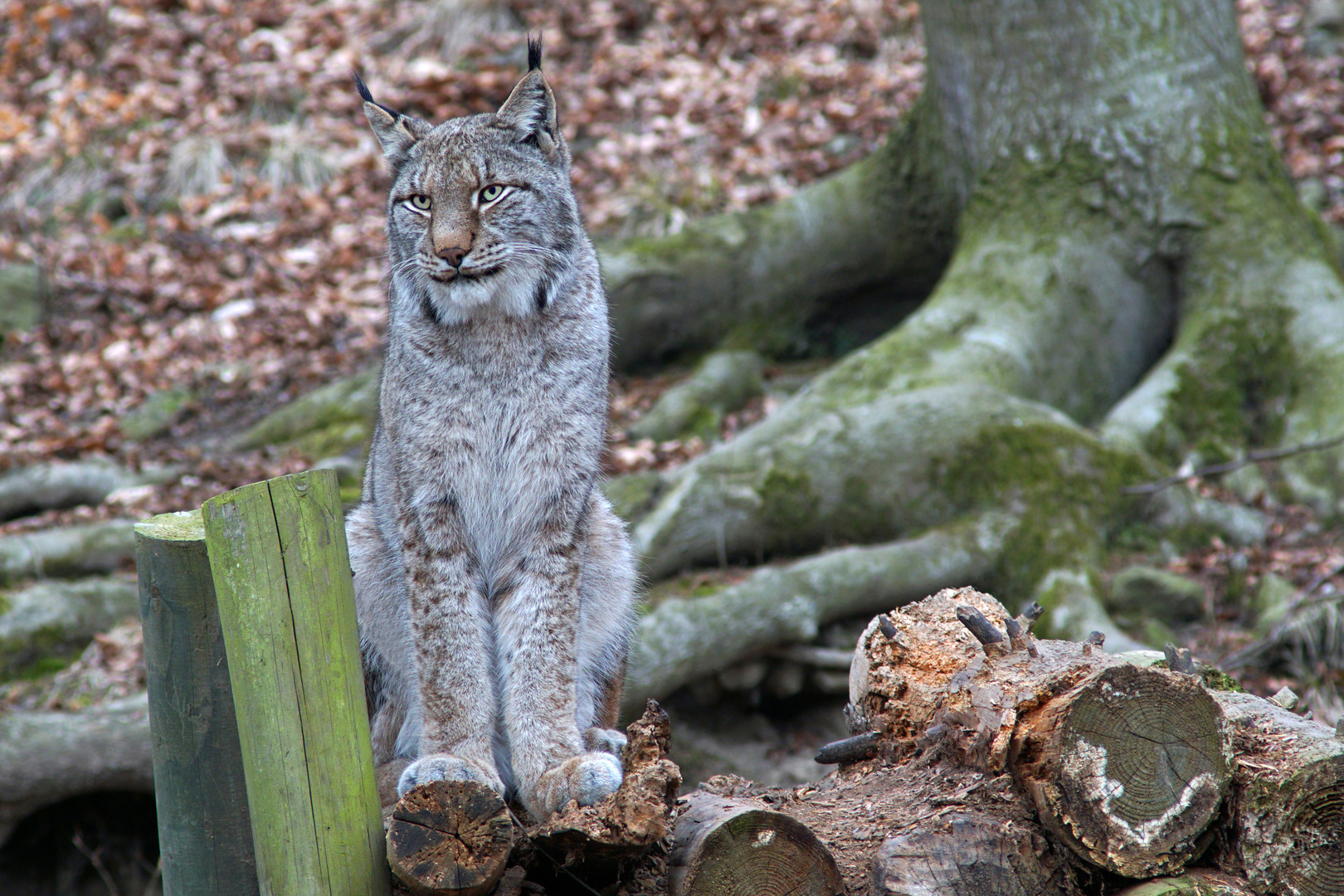 Luchs