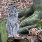 Luchs