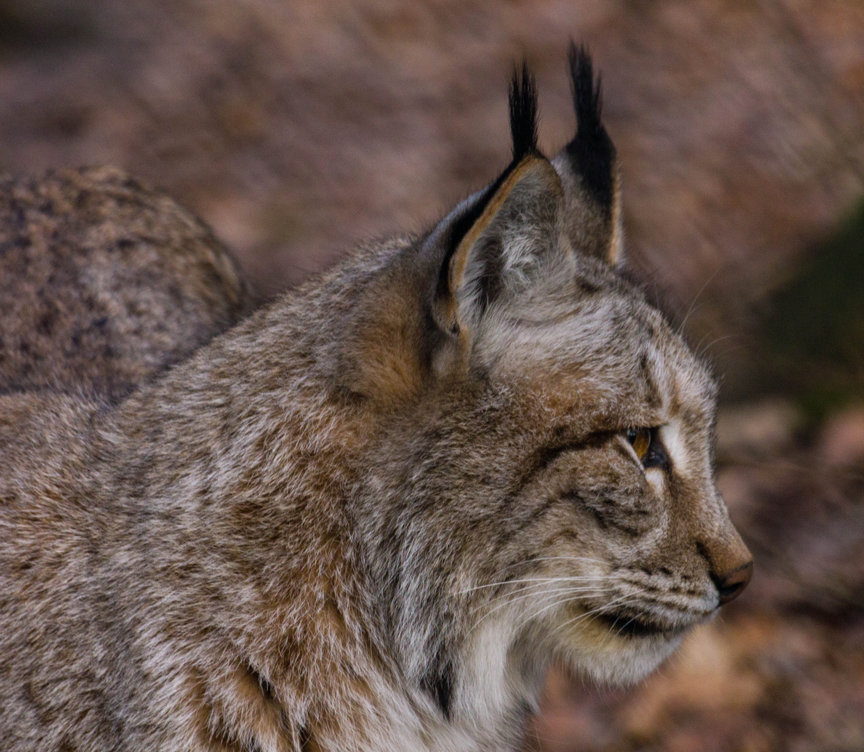 Luchs