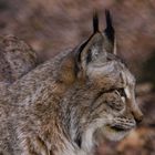 Luchs