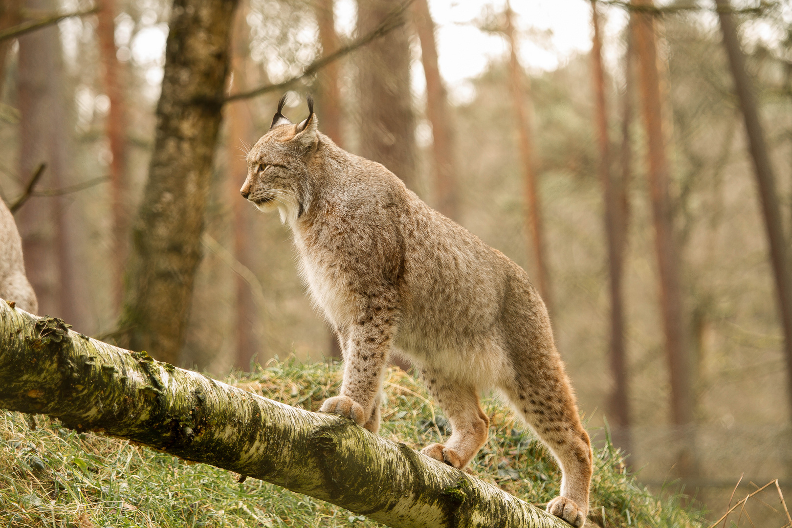 Luchs