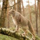 Luchs