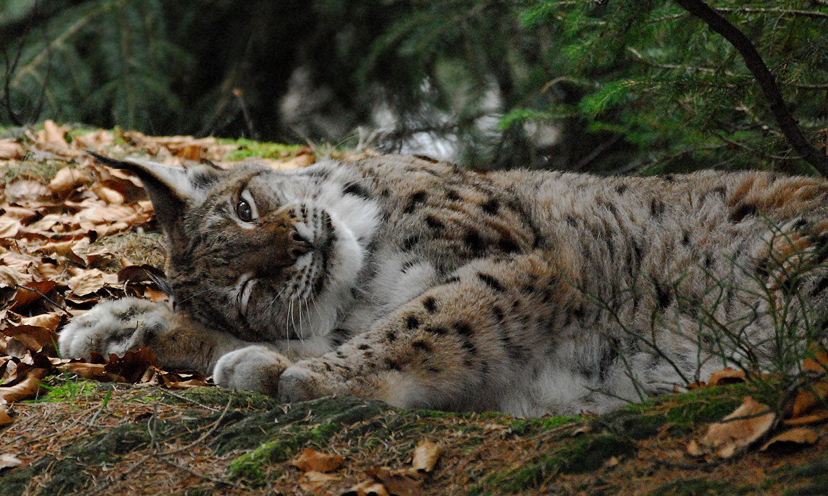 Luchs