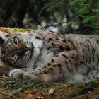 Luchs