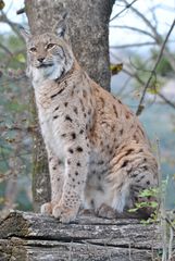 Luchs