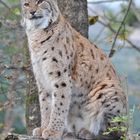 Luchs