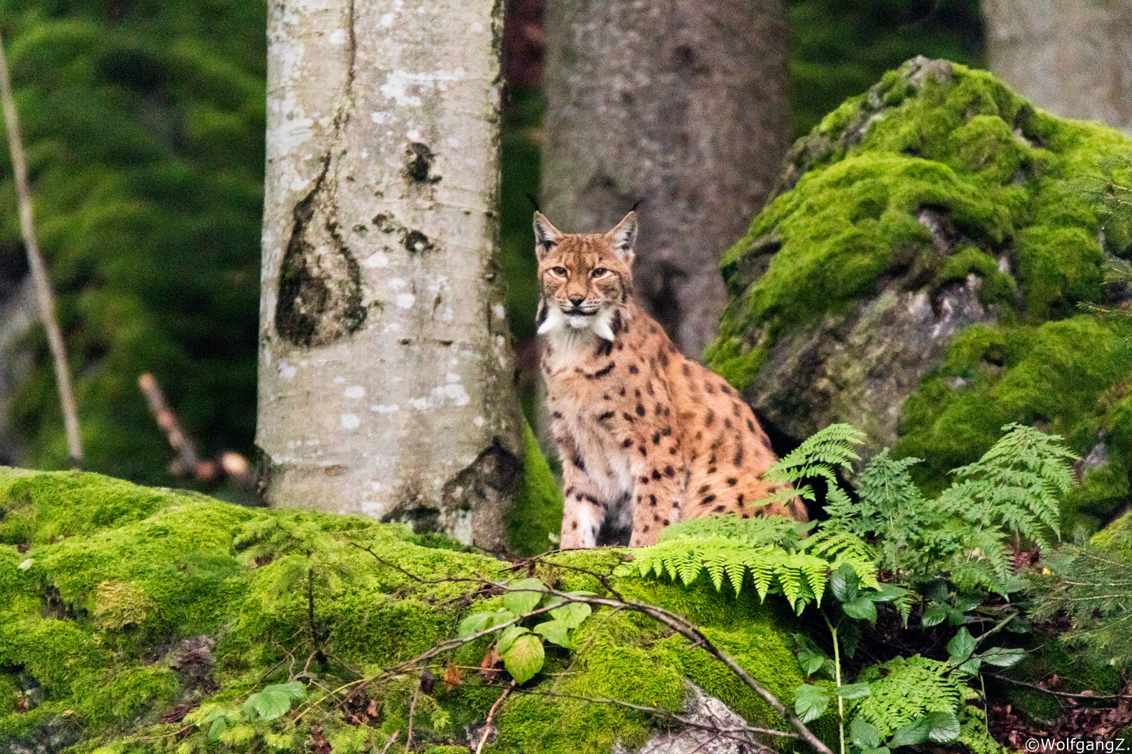 Luchs