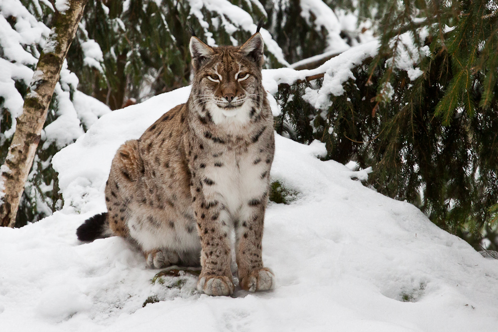 Luchs