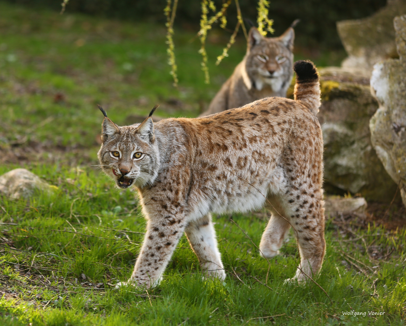 Luchs