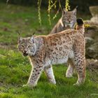 Luchs