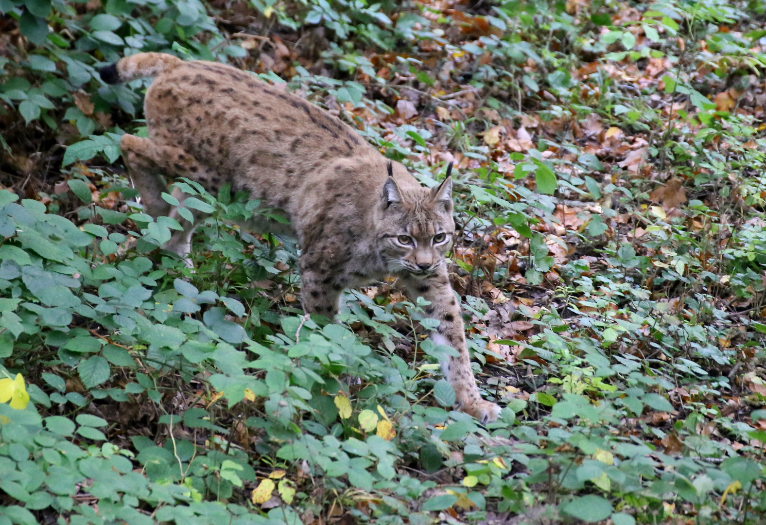 Luchs