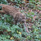 Luchs