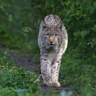 LUCHS