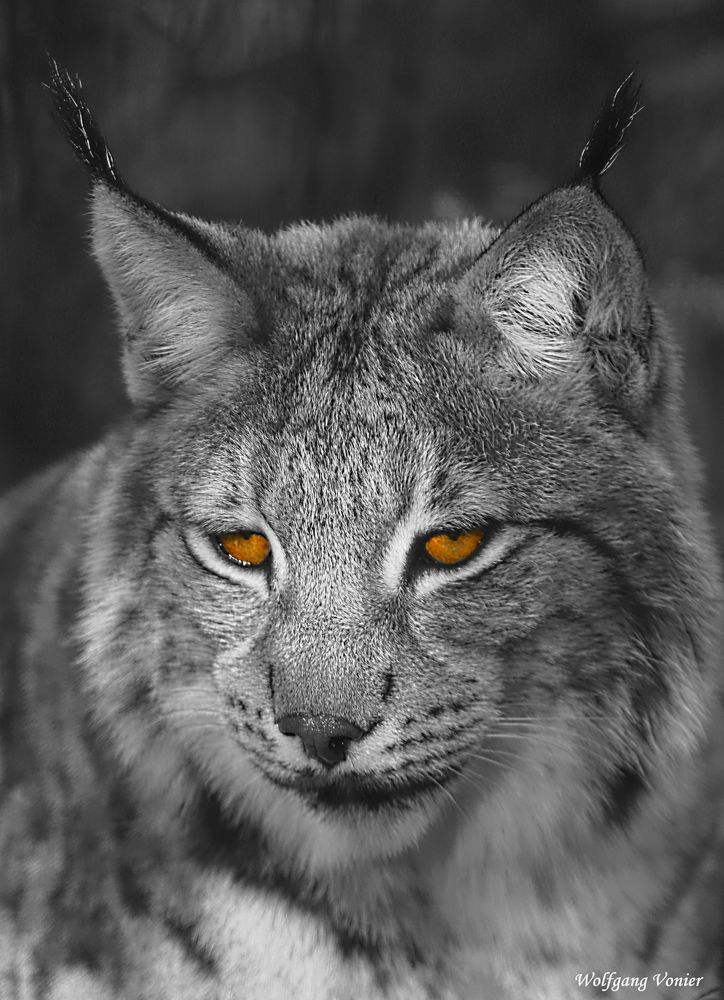 Luchs 