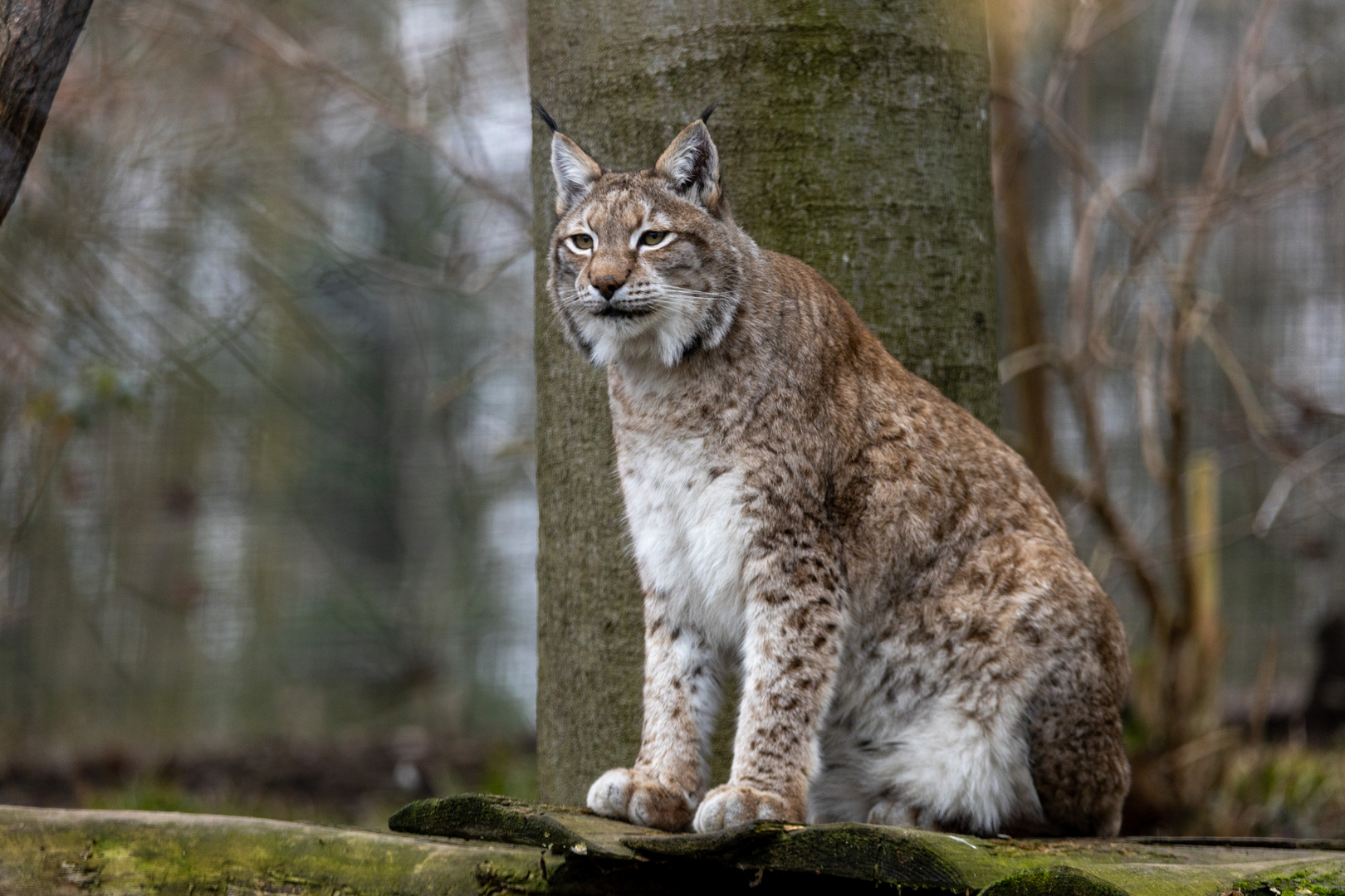 Luchs