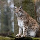 Luchs