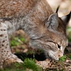 Luchs