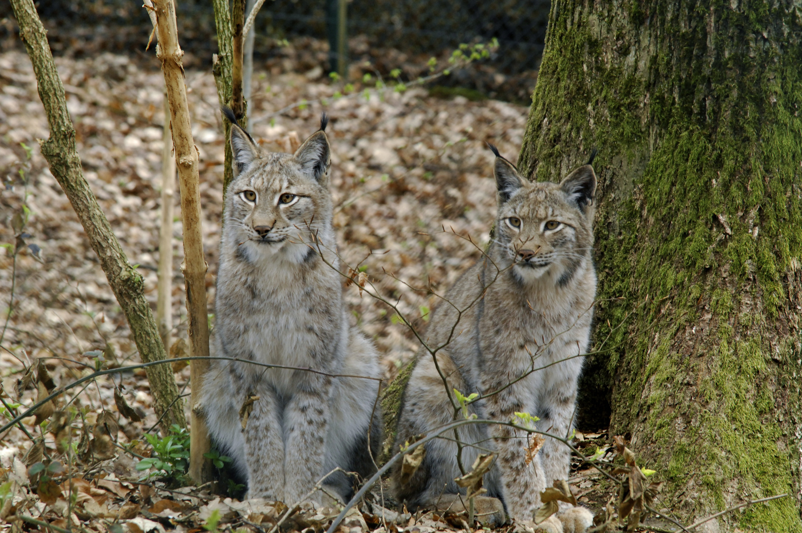 Luchs