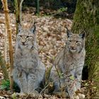 Luchs