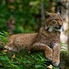 Luchs