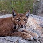 Luchs