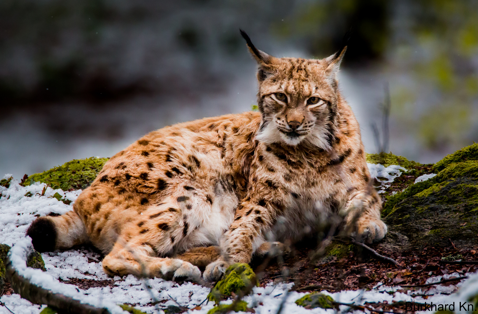 Luchs