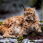 Luchs