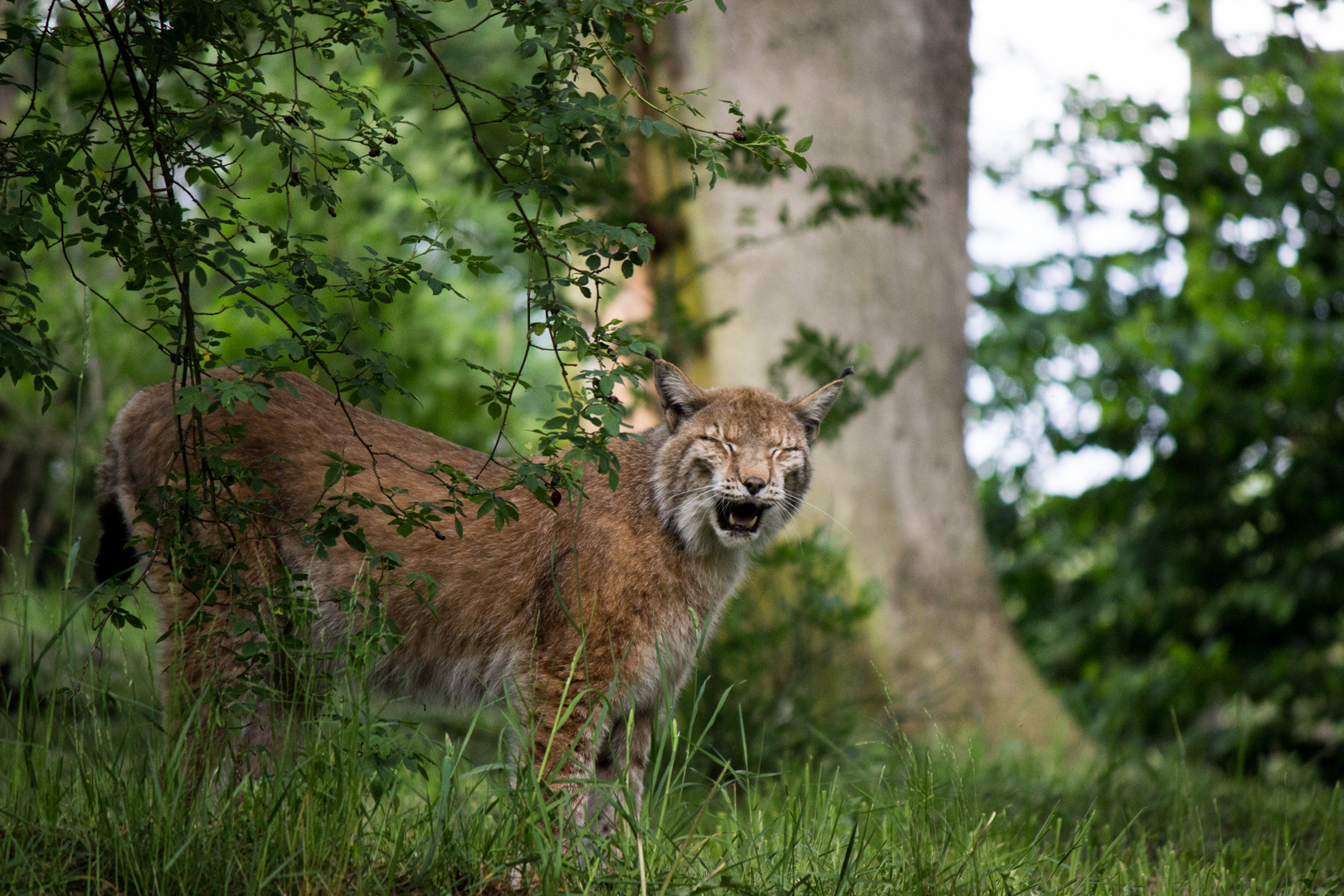 Luchs