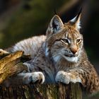 Luchs