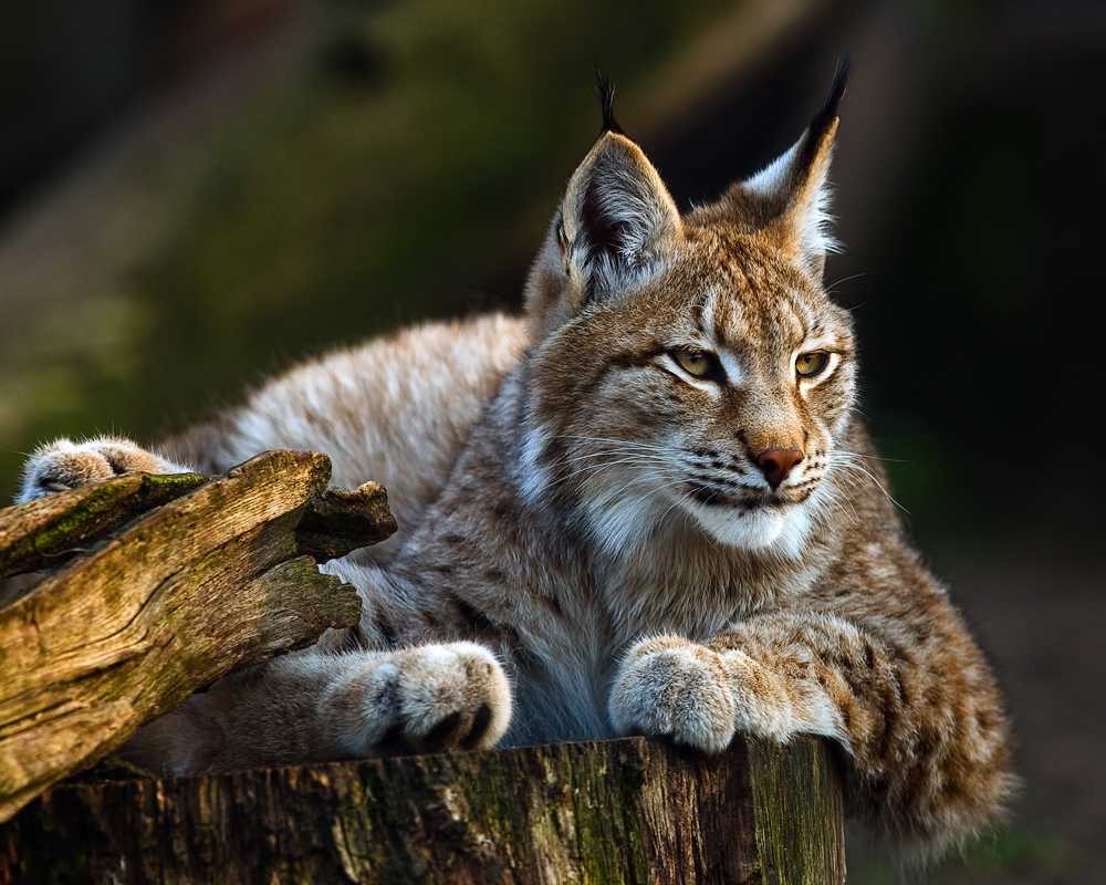 Luchs