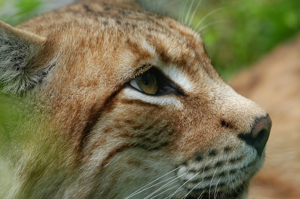 Luchs