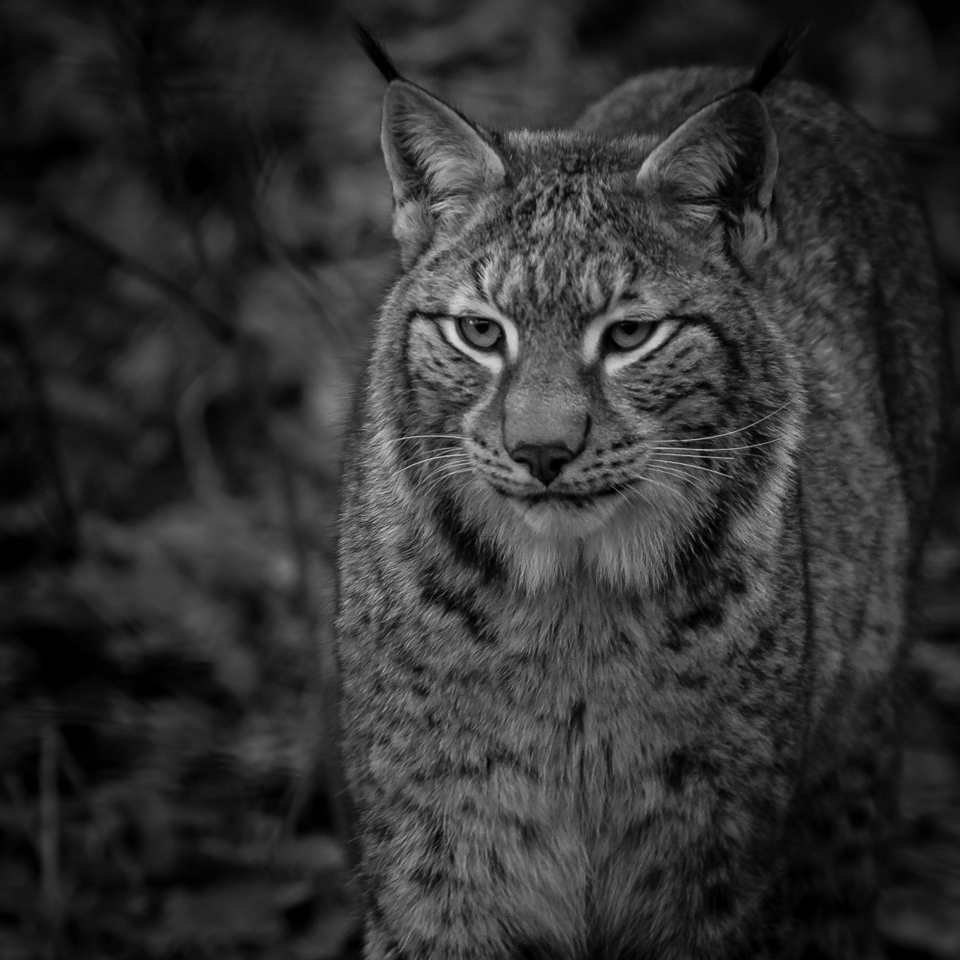 Luchs