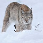 Luchs