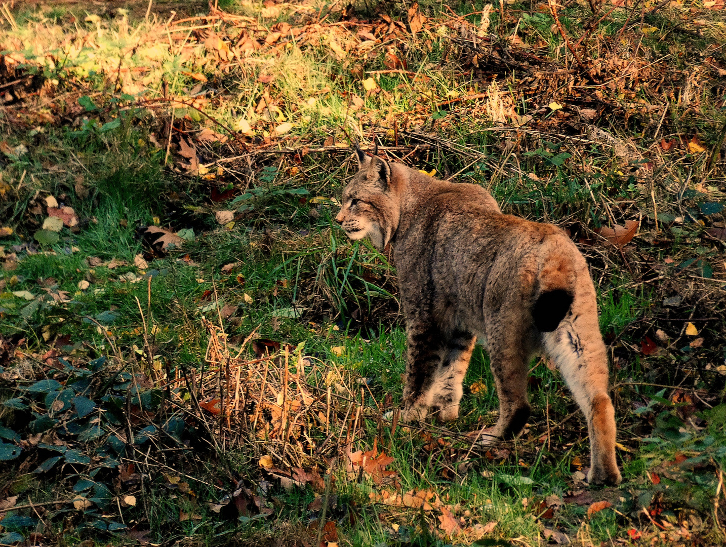 Luchs