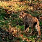 Luchs