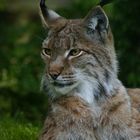 Luchs