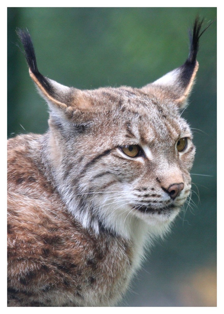 Luchs