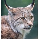 Luchs