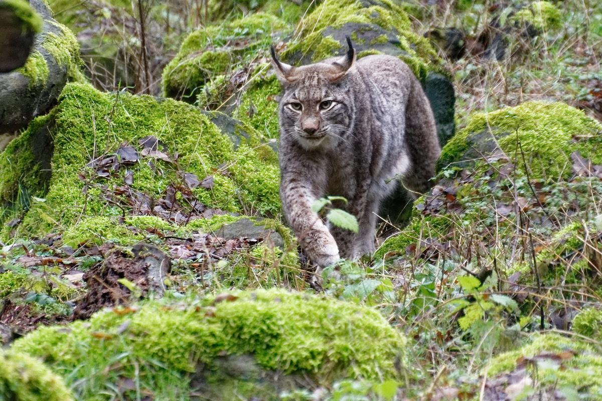 Luchs