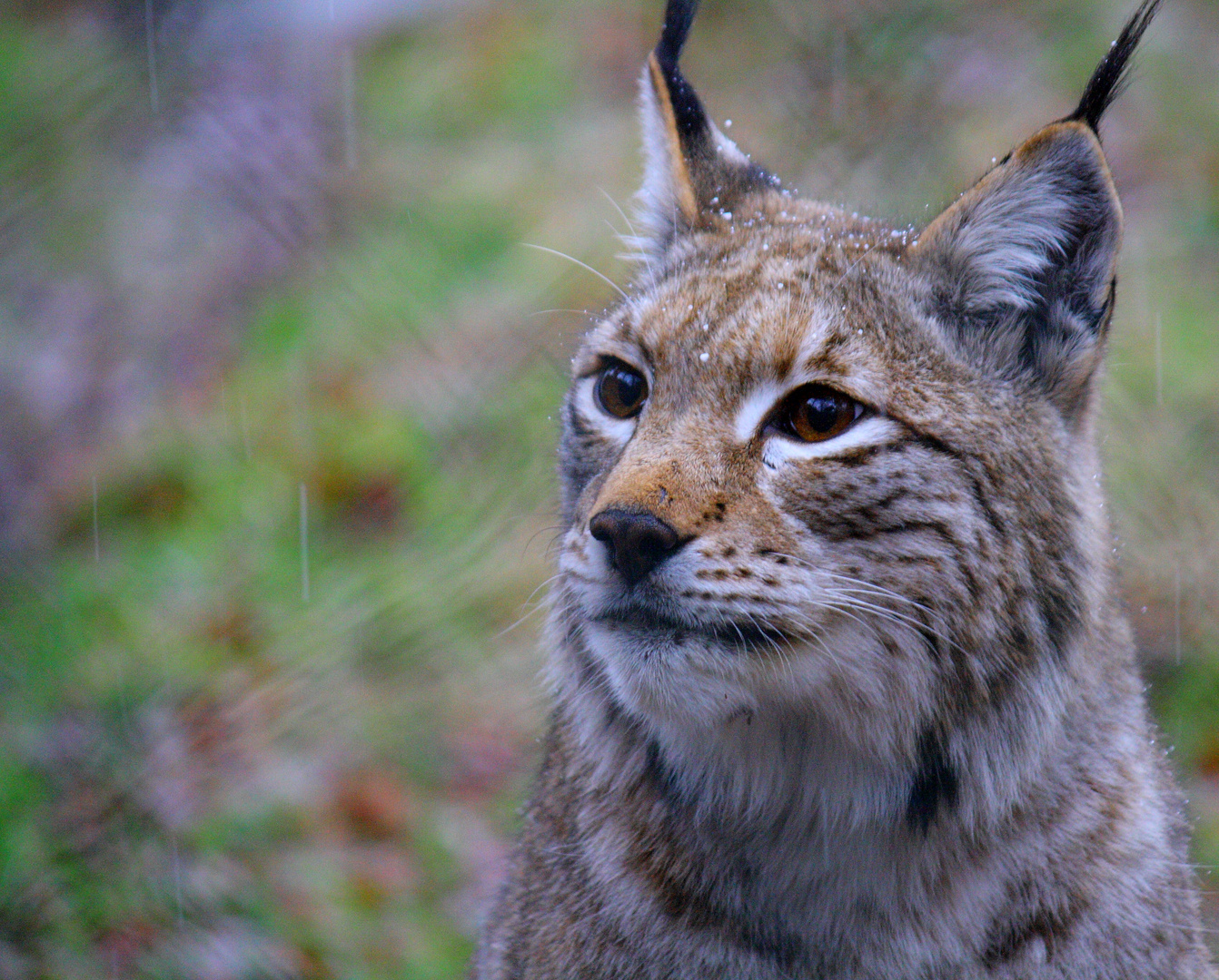 Luchs