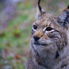 Luchs