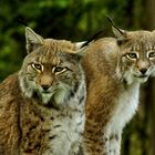 Luchs